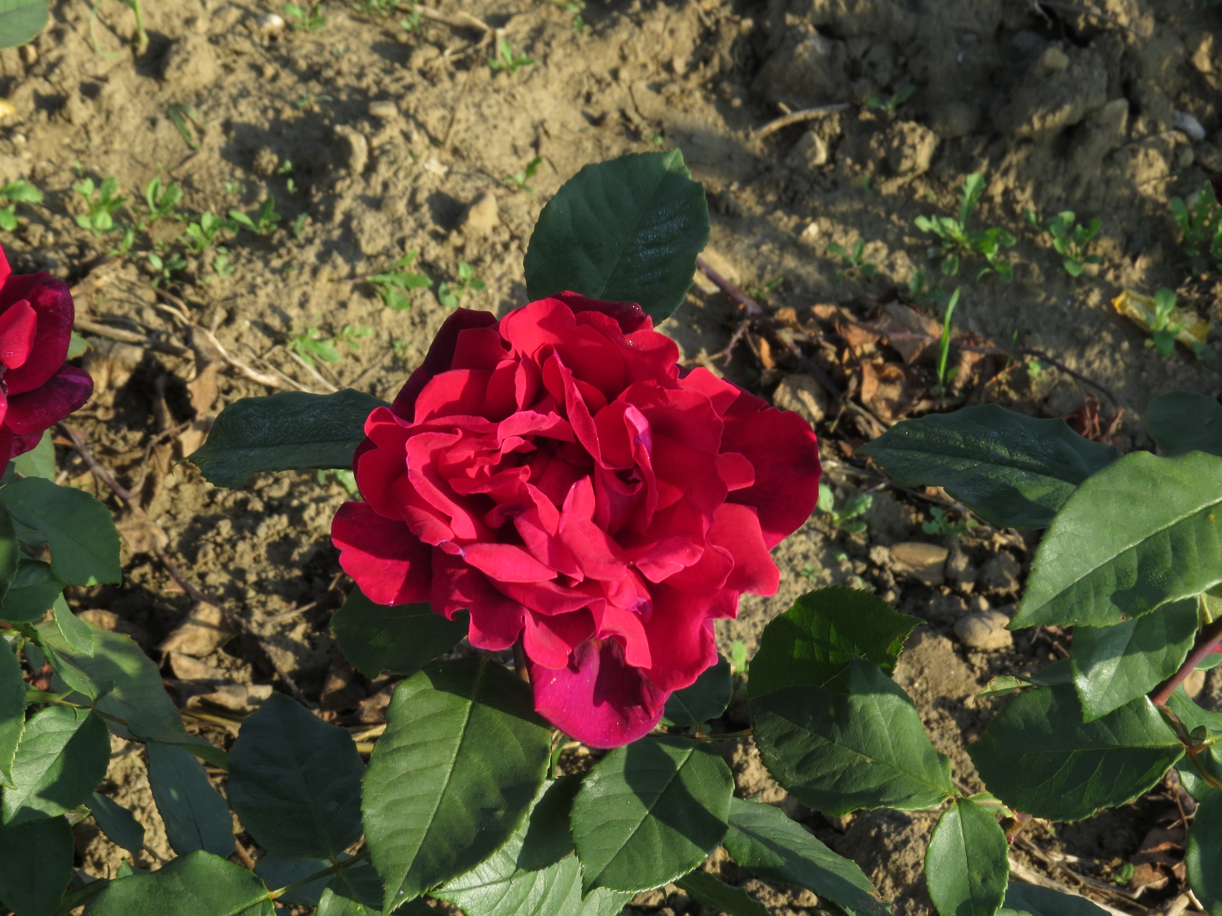 RosadeepsecretIMG8802