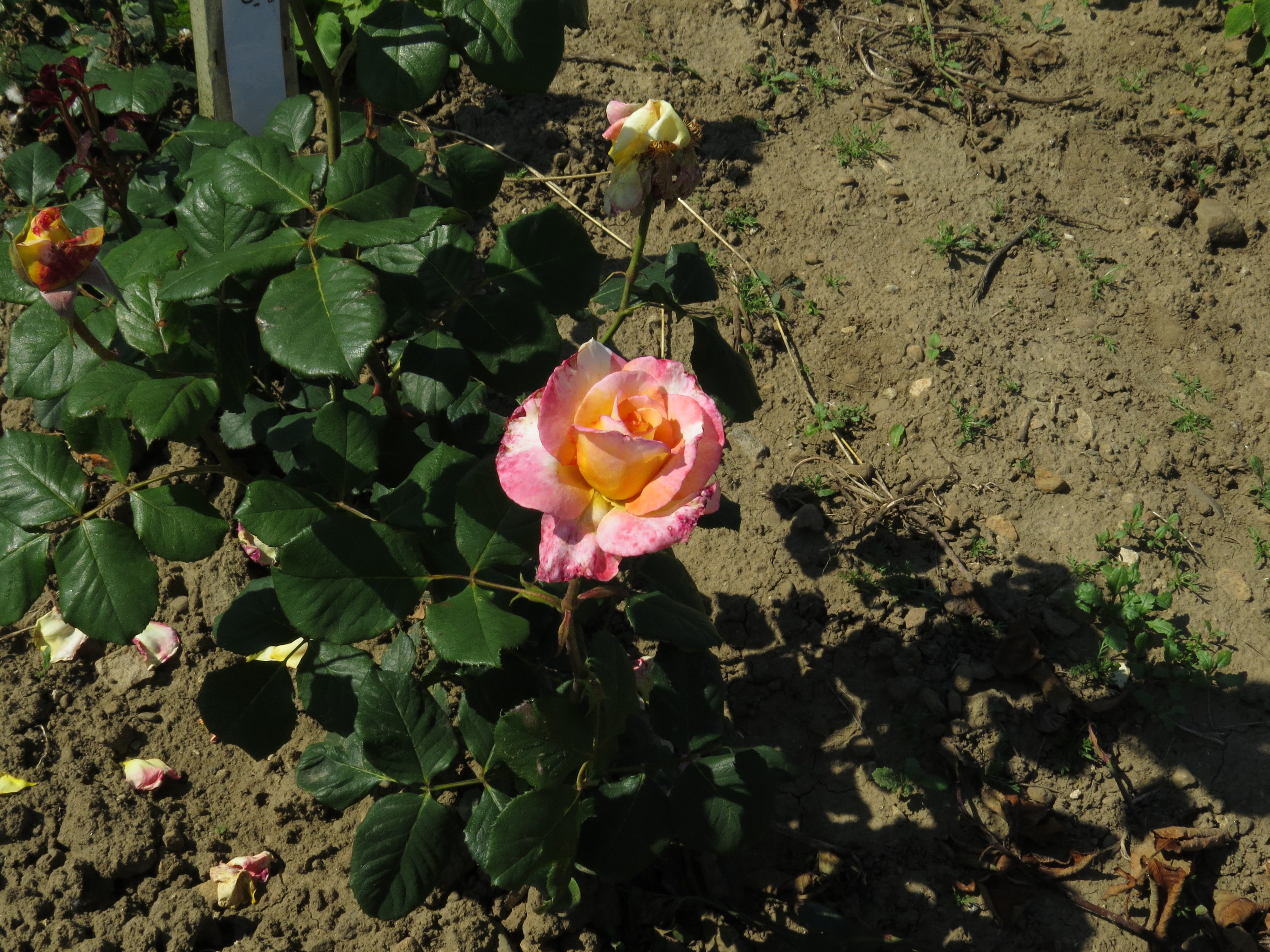 RosadeidrehallIMG8537