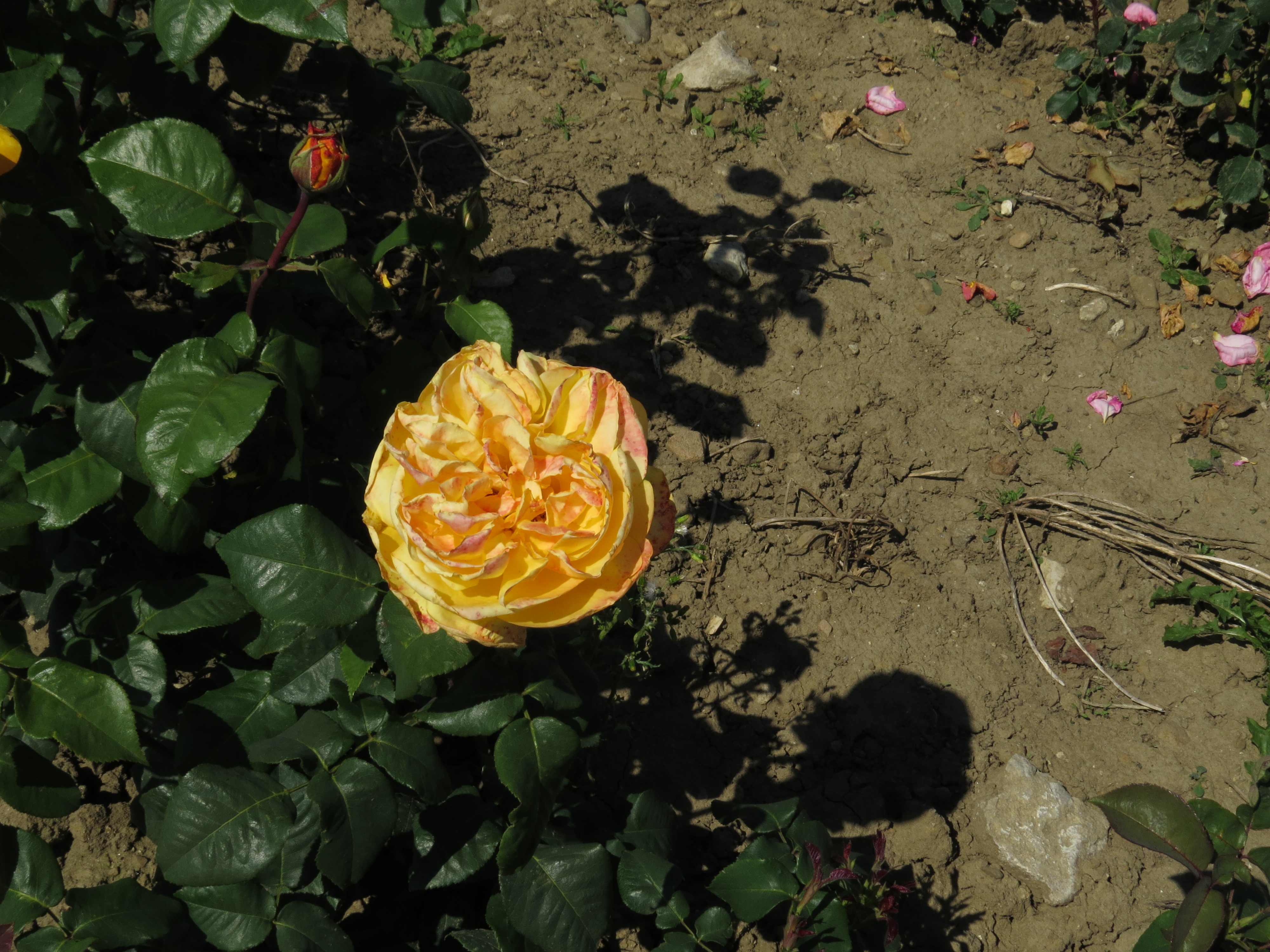 RosadutchgoldIMG8309