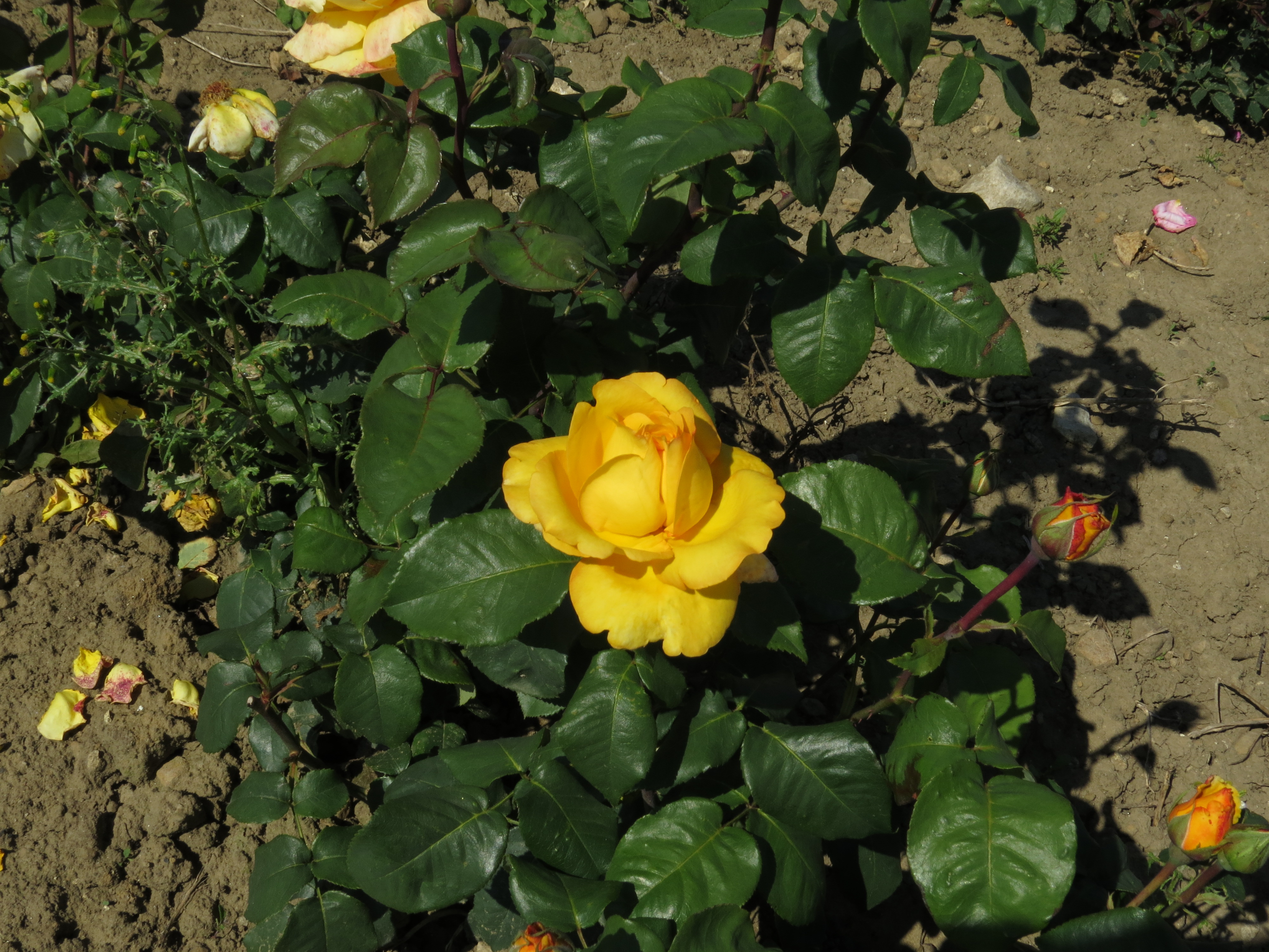 RosadutchgoldIMG8310
