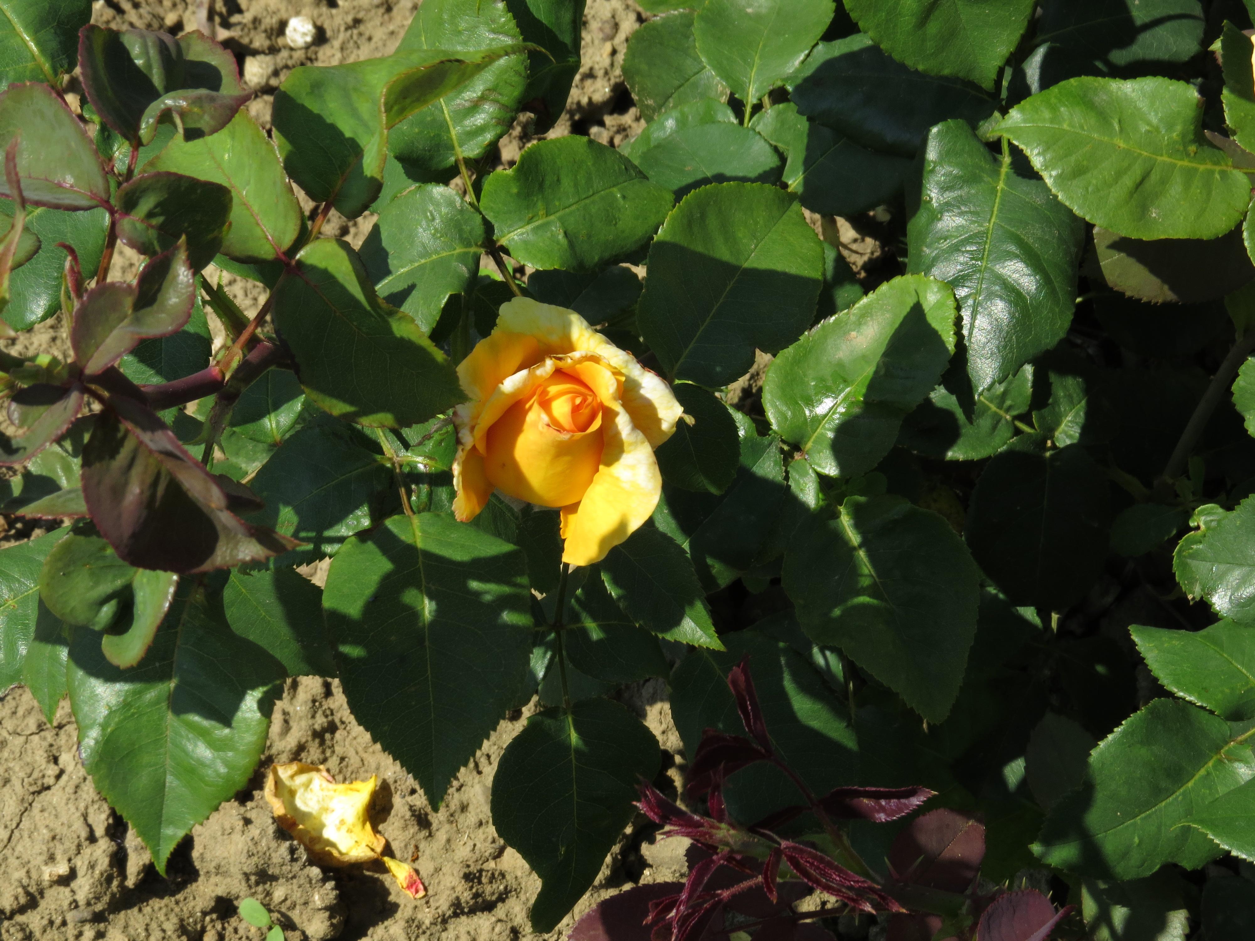 RosadutchgoldIMG8314