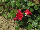 RosadansedefeuIMG6067a