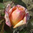 x11rosalincolnshirepoacherflot93a1