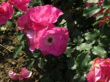 x2IMG8851indexrosadancingpinkgarnonswilliams