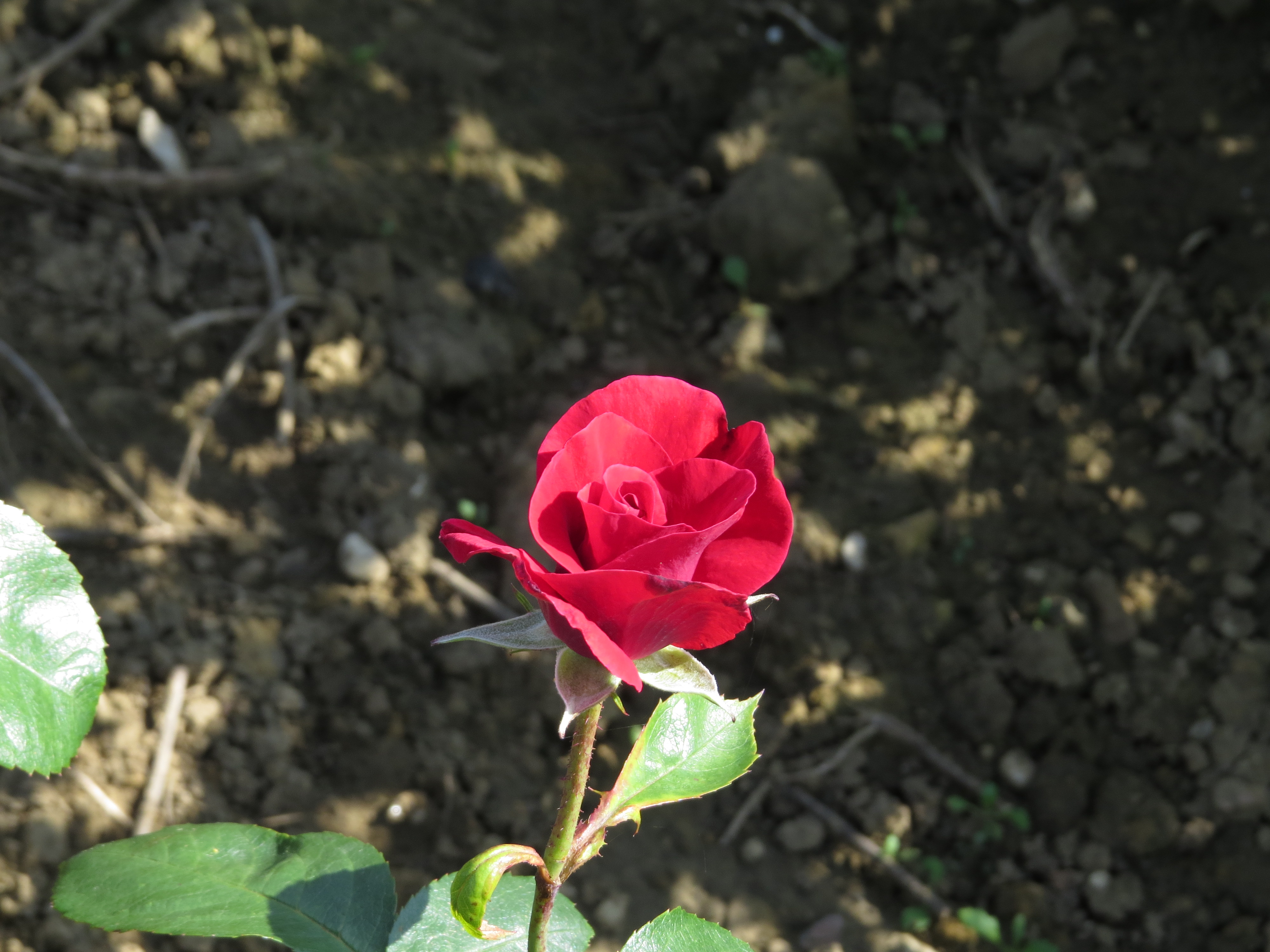 RosaprairecloggerIMG6295