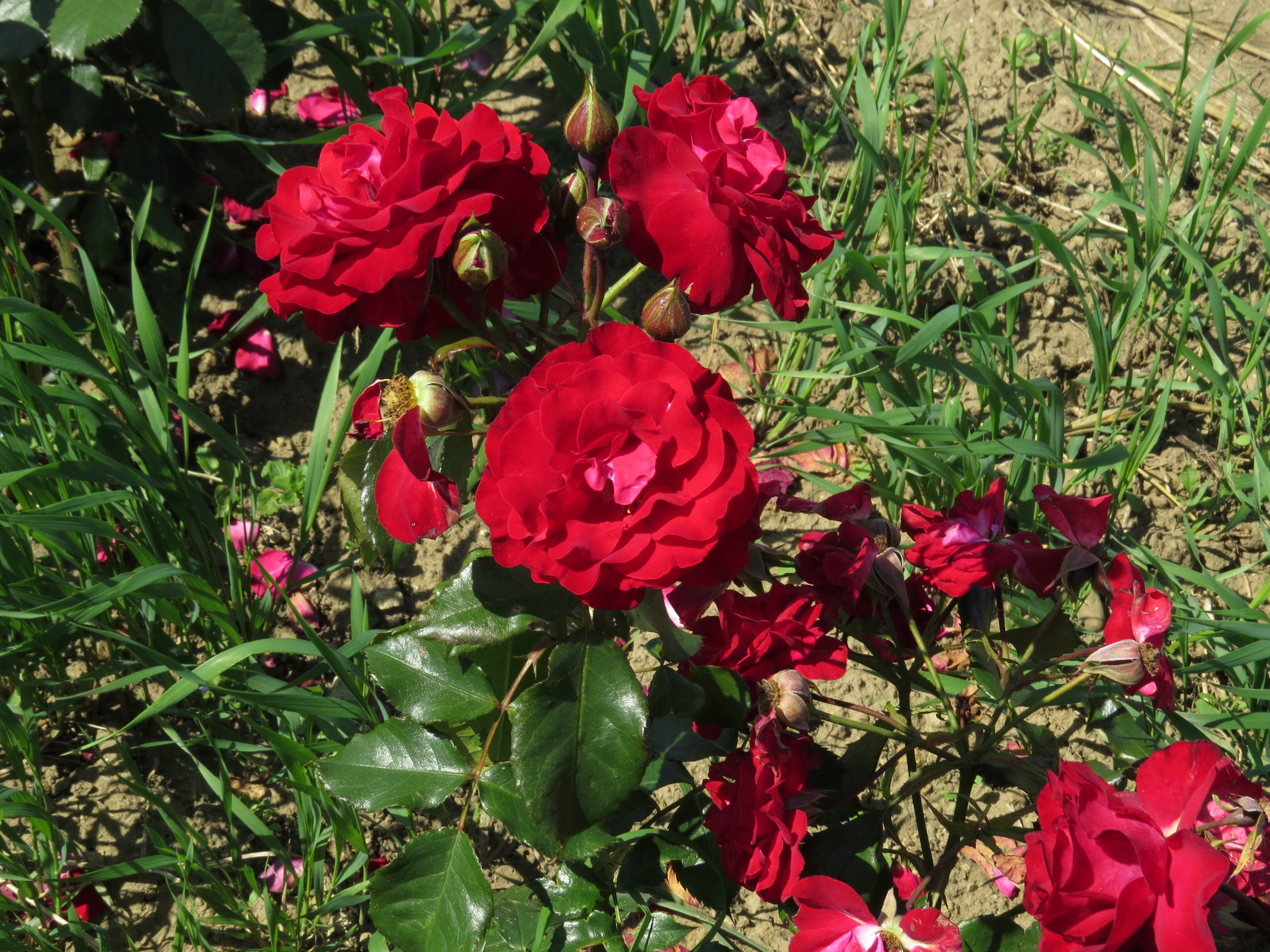 RosaredsplendourIMG8414