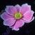 anemonecflo1hybridafoord1a1a1a1a1a