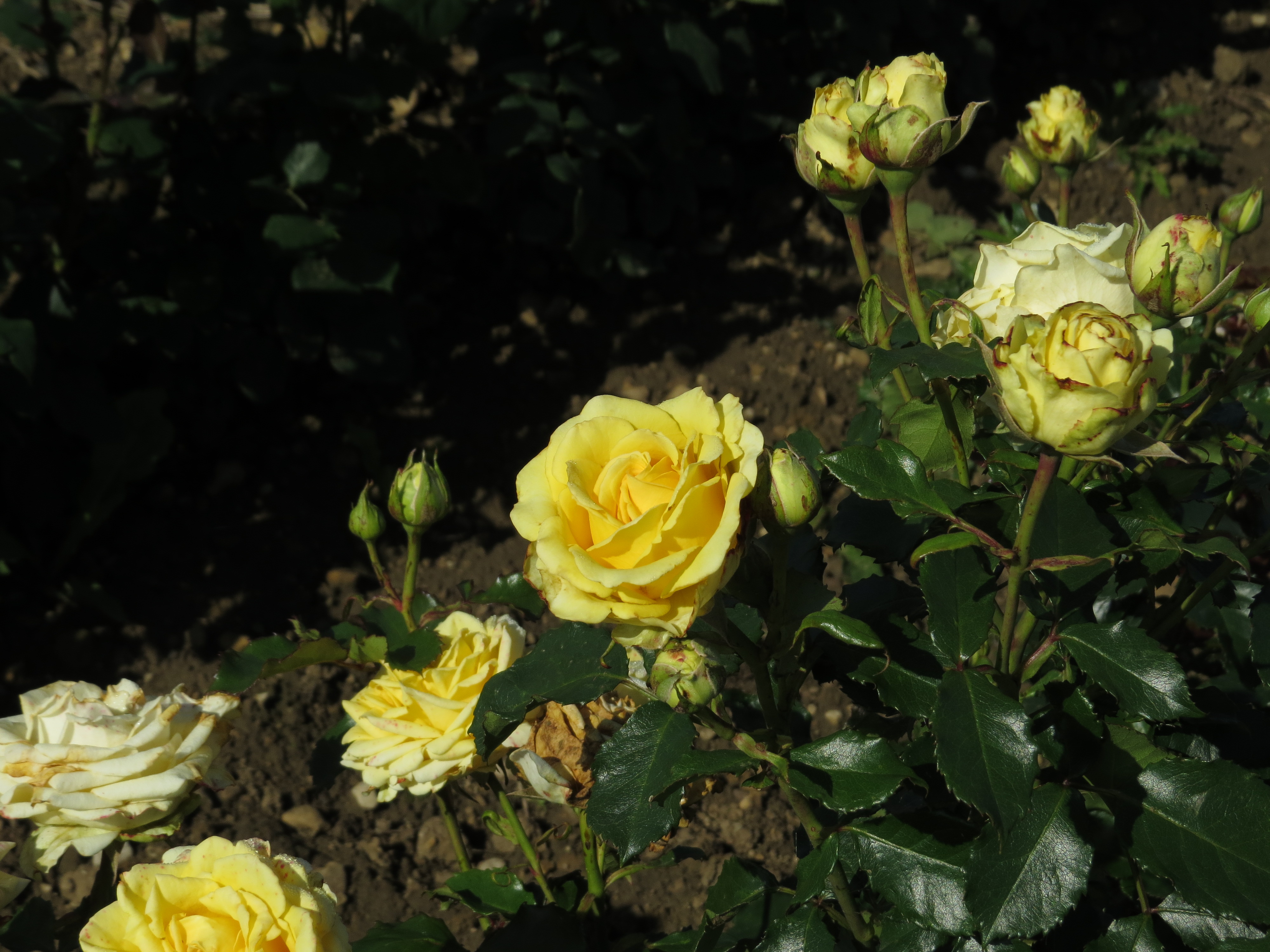 rosamysterygirlIMG5522