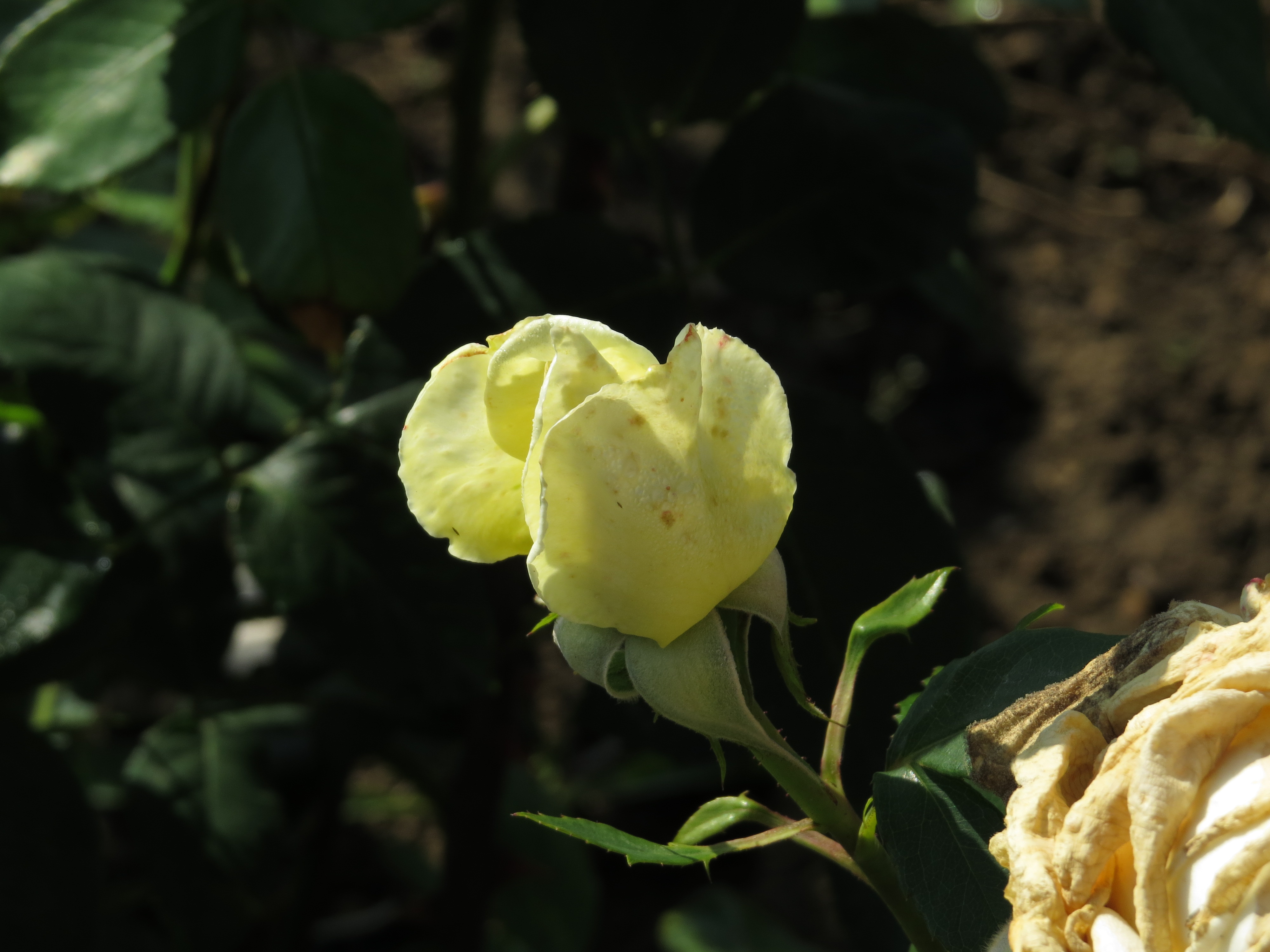 rosapolarstarIMG5391