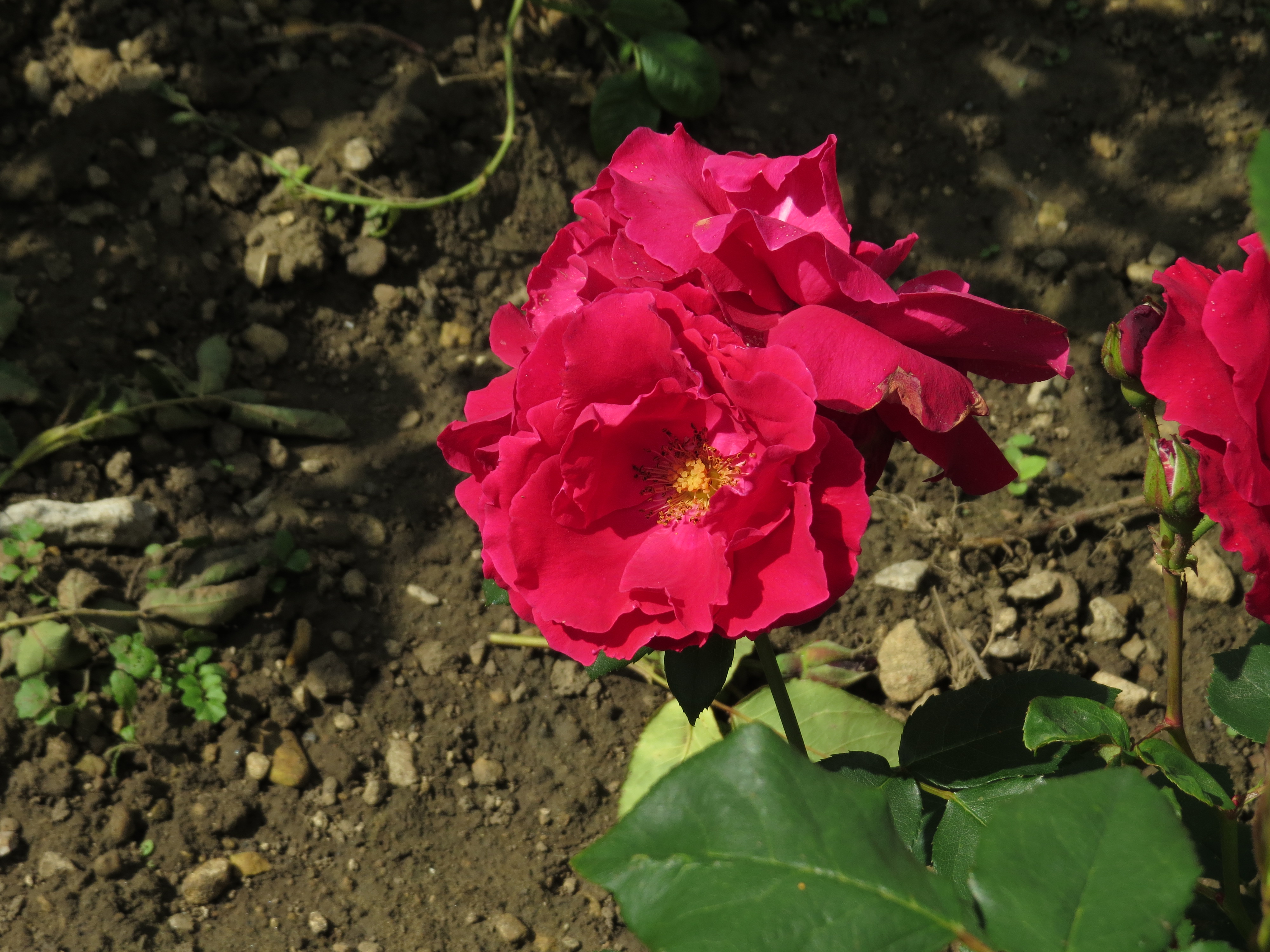 rosaprestigeIMG5671