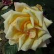 x11rosalincolnshirepoacherflot95a1