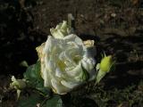 x8IMG5389indexrosapolarstargarnonswilliams