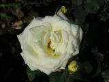 x8IMG5402indexrosapolarstargarnonswilliams