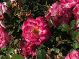 x8IMG6425indexrosasweetcarolinegarnonswilliams