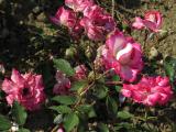 x8IMG6426indexrosasweetcarolinegarnonswilliams