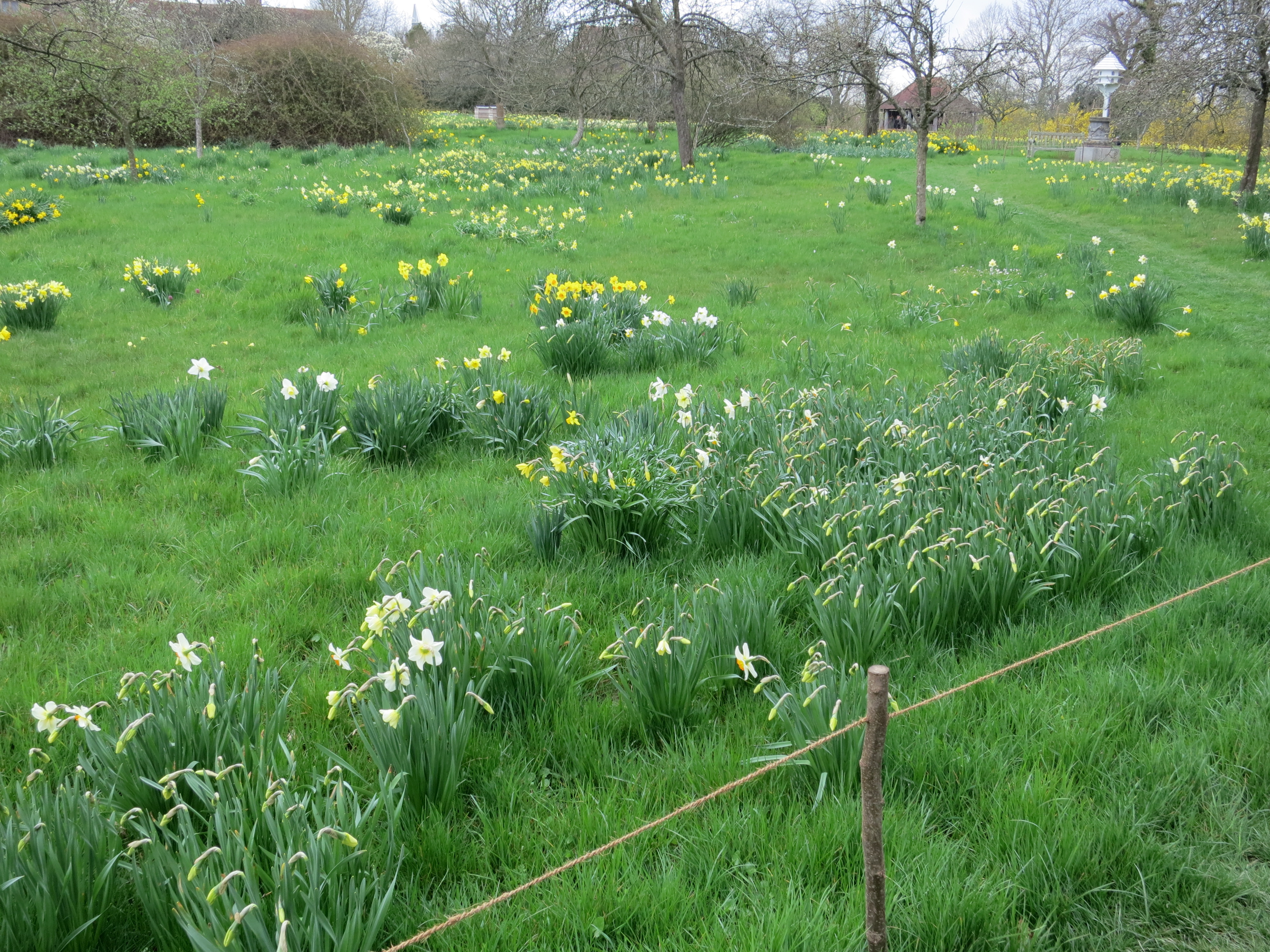 daffodilsatsissinghurstIMG2095