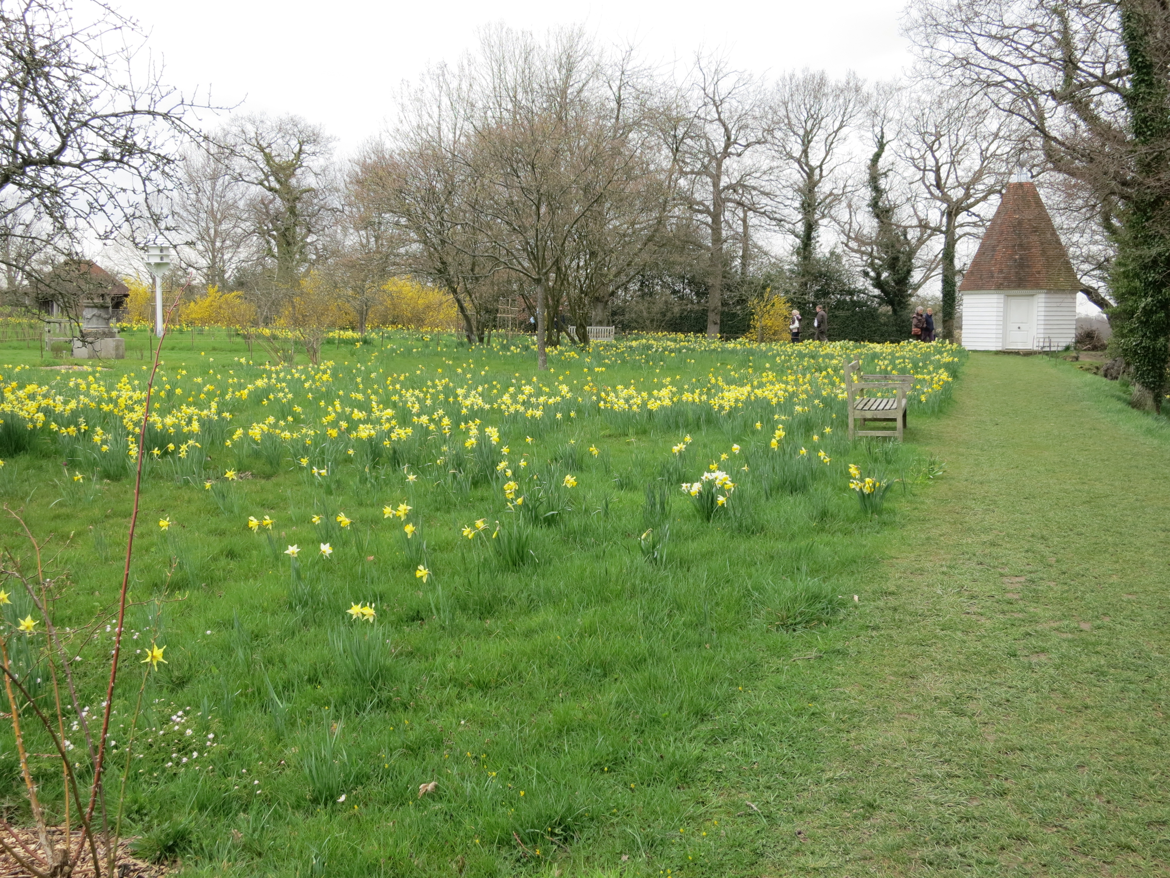 daffodilsatsissinghurstIMG2096