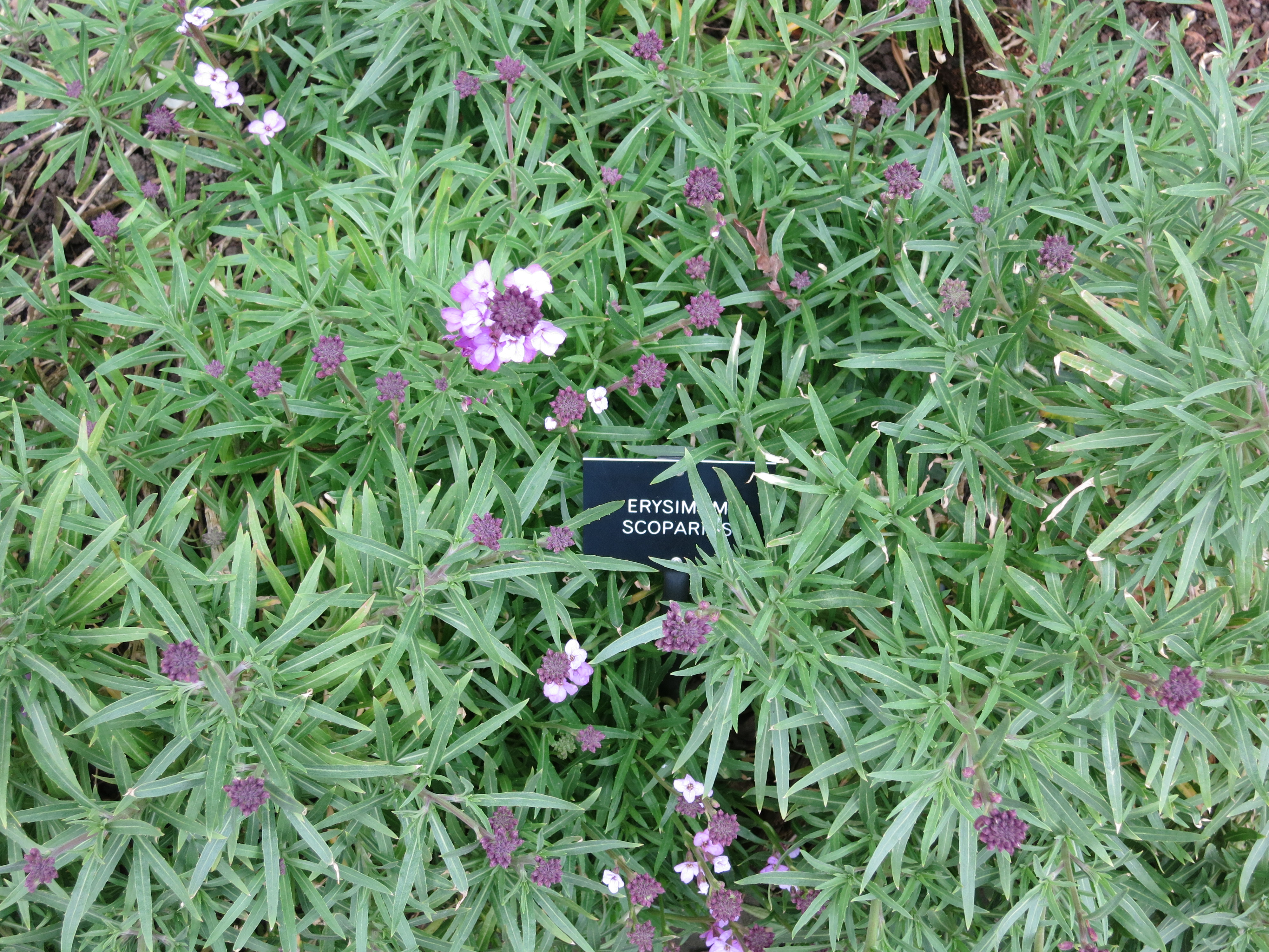 erysimumscopariasIMG2141