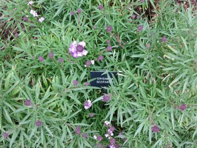 fIMG2141erysimumscopariasplantgarnonswilliams