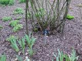 hIMG2027indexrosadamaskispahansissinghurstplantgarnonswilliams
