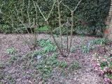 hIMG2038indexrosawolleydodsissinghurstplantgarnonswilliams