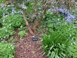 hIMG2127indexrhododendronoreotrephessissinghurstplantgarnonswilliams