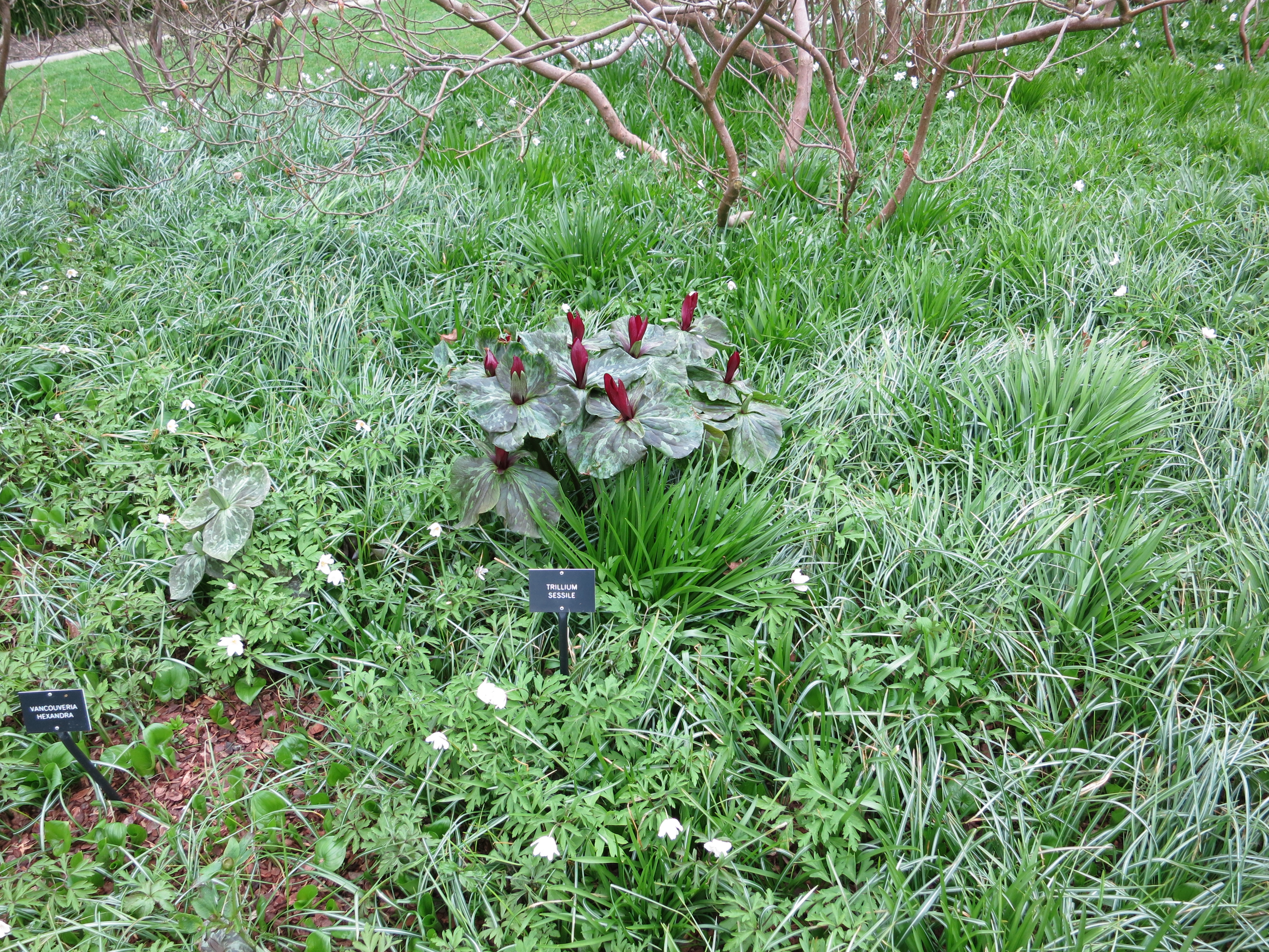 trilliumsessileIMG2083