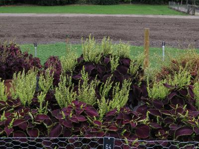 dColeus64IMG9756beddingtrialsolenostemongarnonswilliams