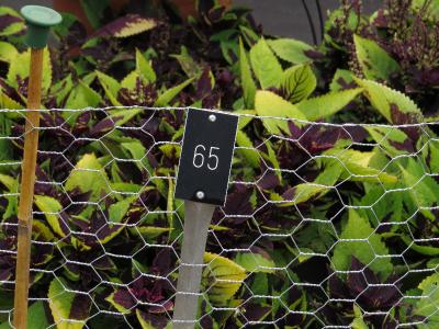 dColeus65IMG9759beddingtrialsolenostemongarnonswilliams