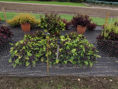 dColeus65IMG9761beddingtrialsolenostemongarnonswilliams