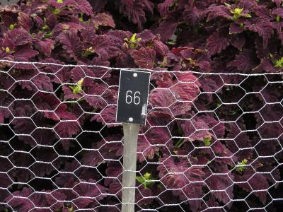 dColeus66IMG9763beddingtrialsolenostemongarnonswilliams