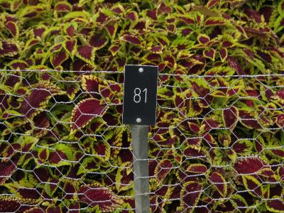 dColeus81IMG9808beddingtrialsolenostemongarnonswilliams