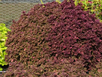 dColeus89IMG9833beddingtrialsolenostemongarnonswilliams