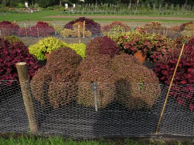 dColeus89IMG9834beddingtrialsolenostemongarnonswilliams