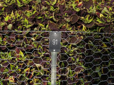 dColeus91IMG9838beddingtrialsolenostemongarnonswilliams