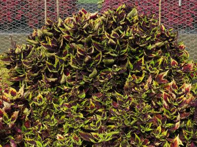 dColeus91IMG9839beddingtrialsolenostemongarnonswilliams