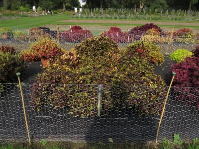 dColeus91IMG9840beddingtrialsolenostemongarnonswilliams
