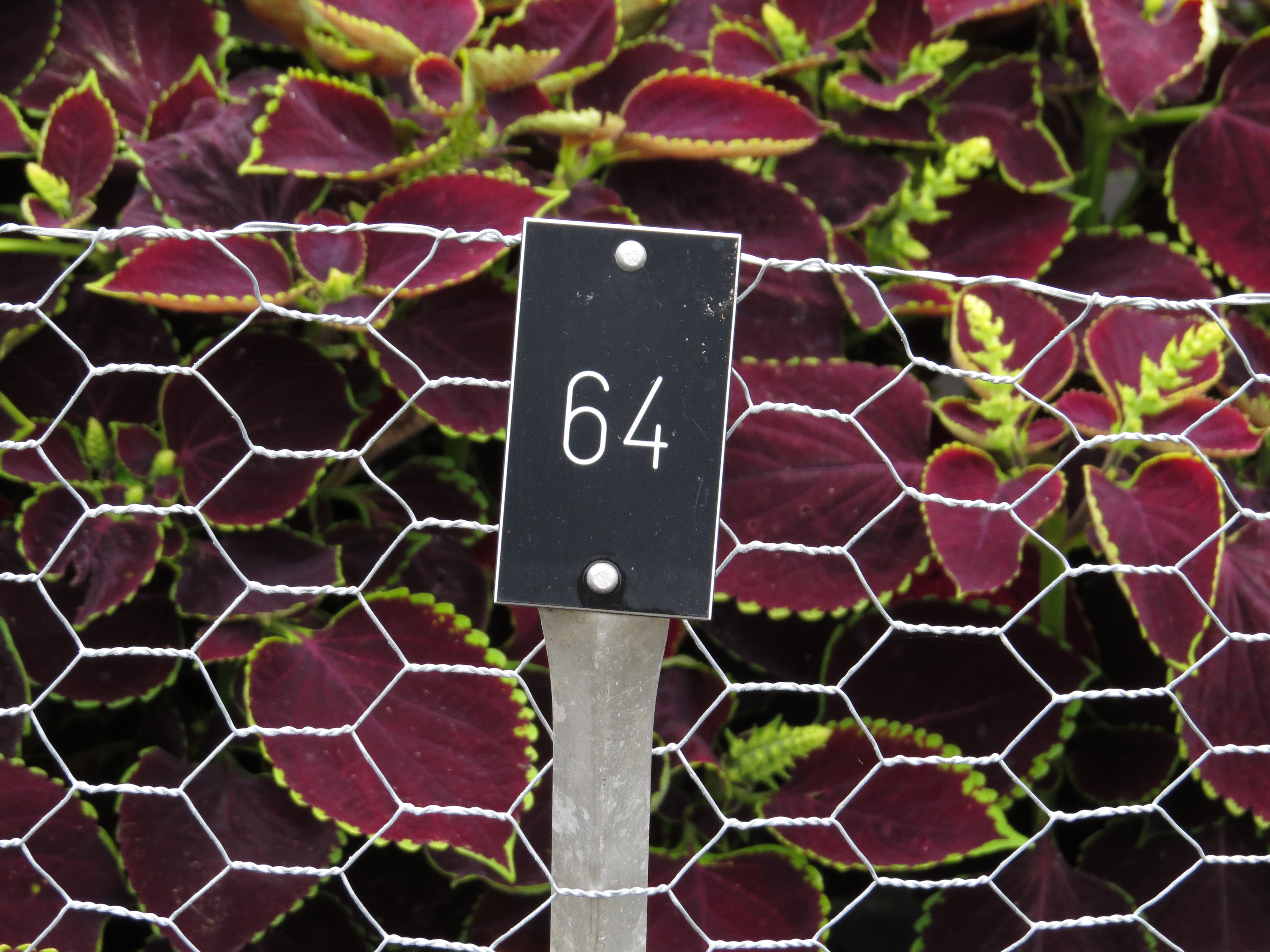 solenostemoncoleus64IMG9755