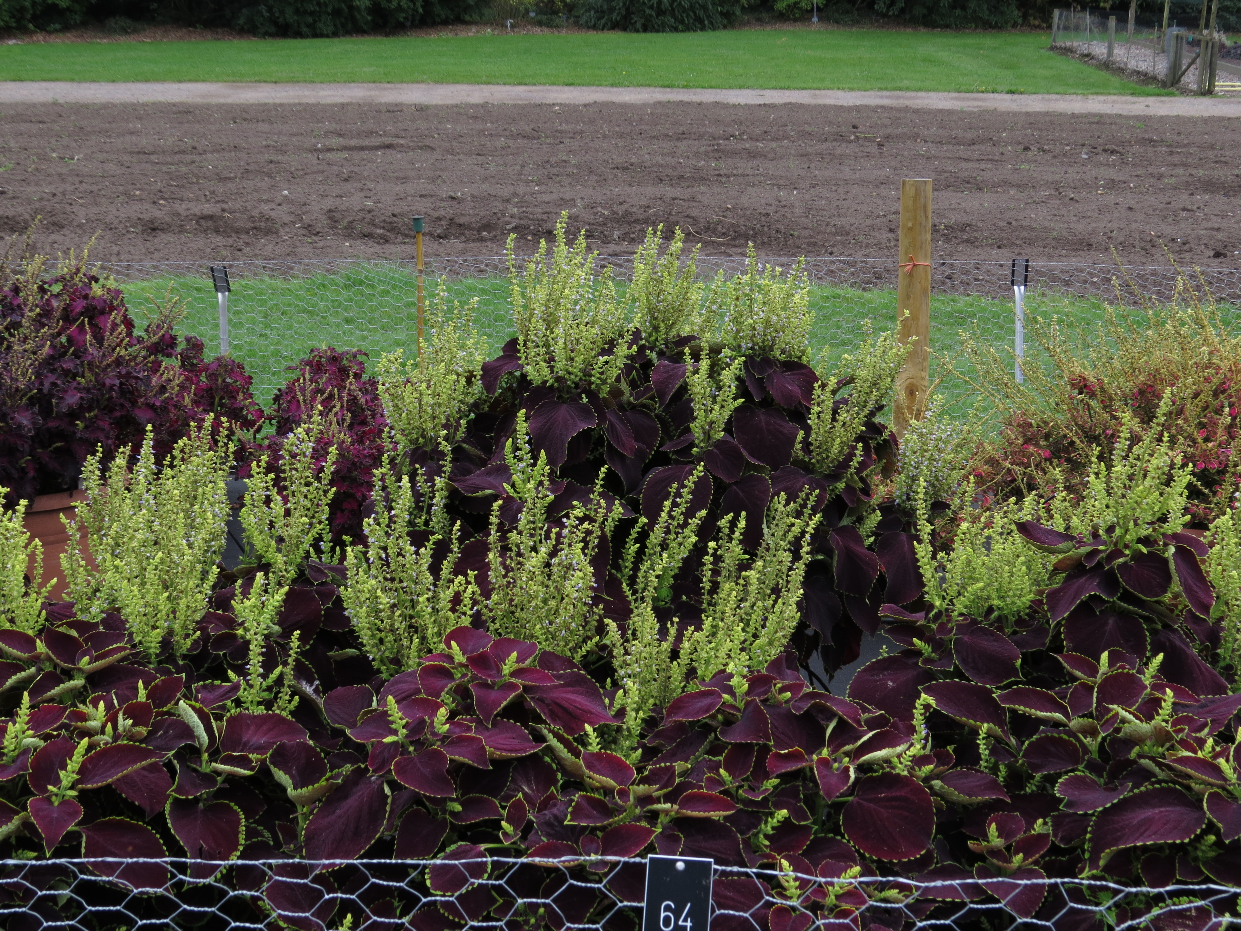 solenostemoncoleus64IMG9756