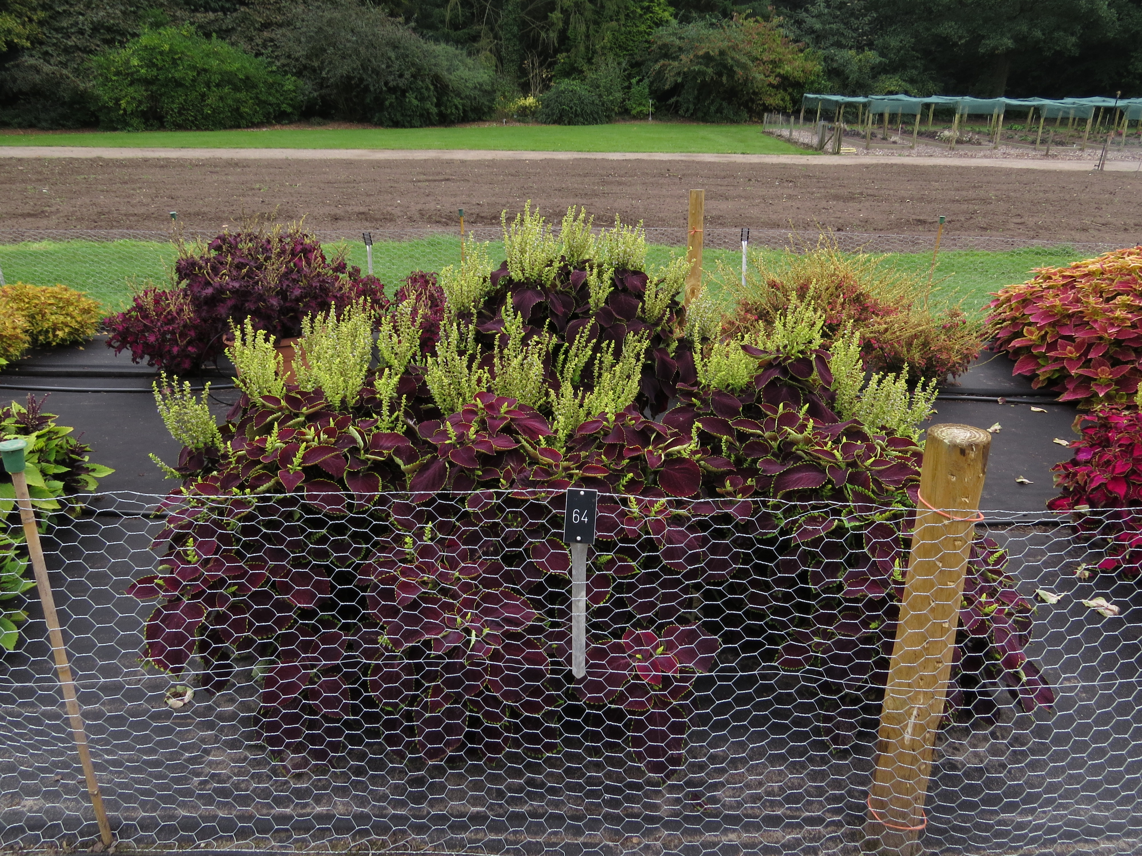 solenostemoncoleus64IMG9757