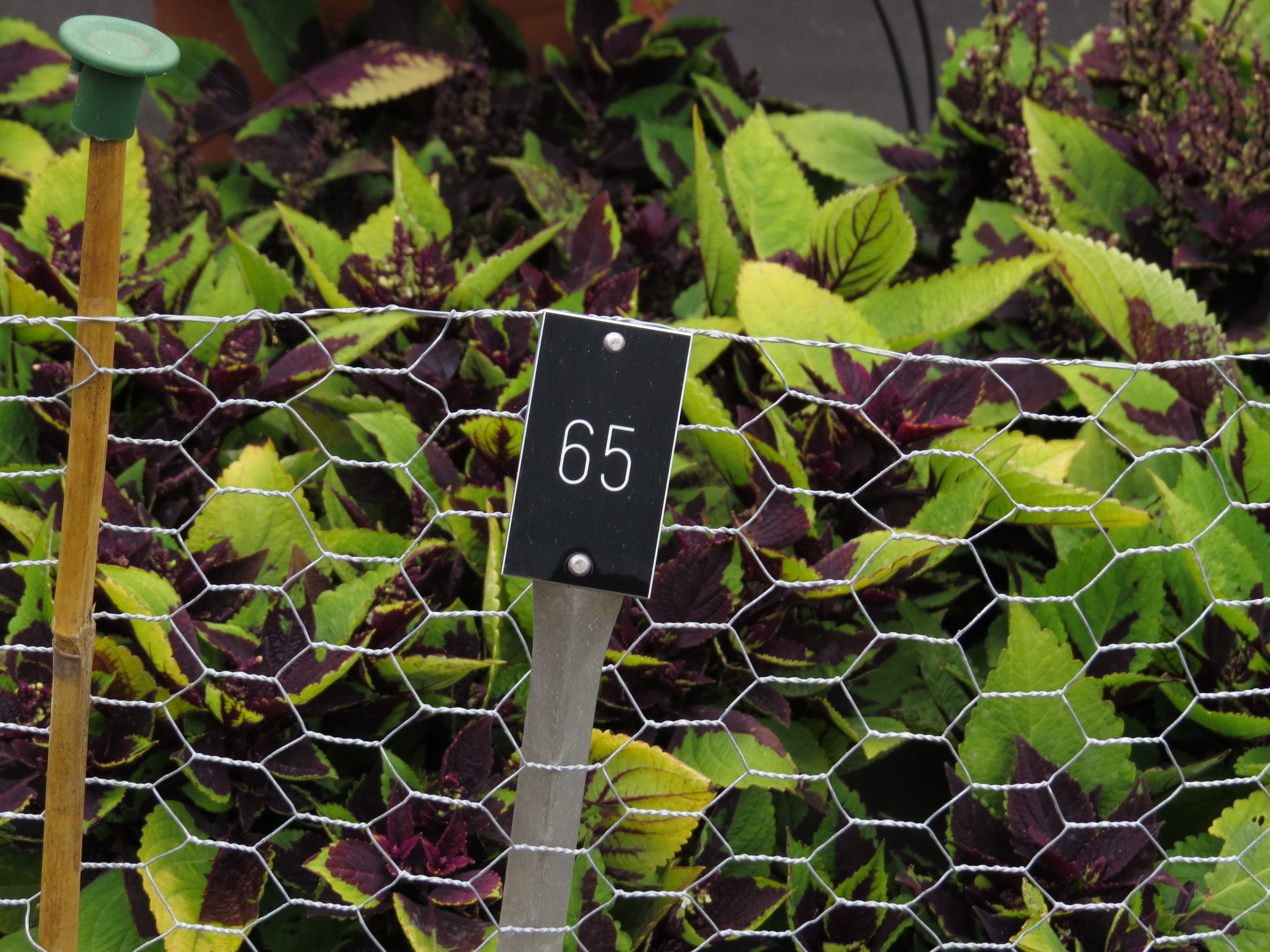 solenostemoncoleus65IMG9759