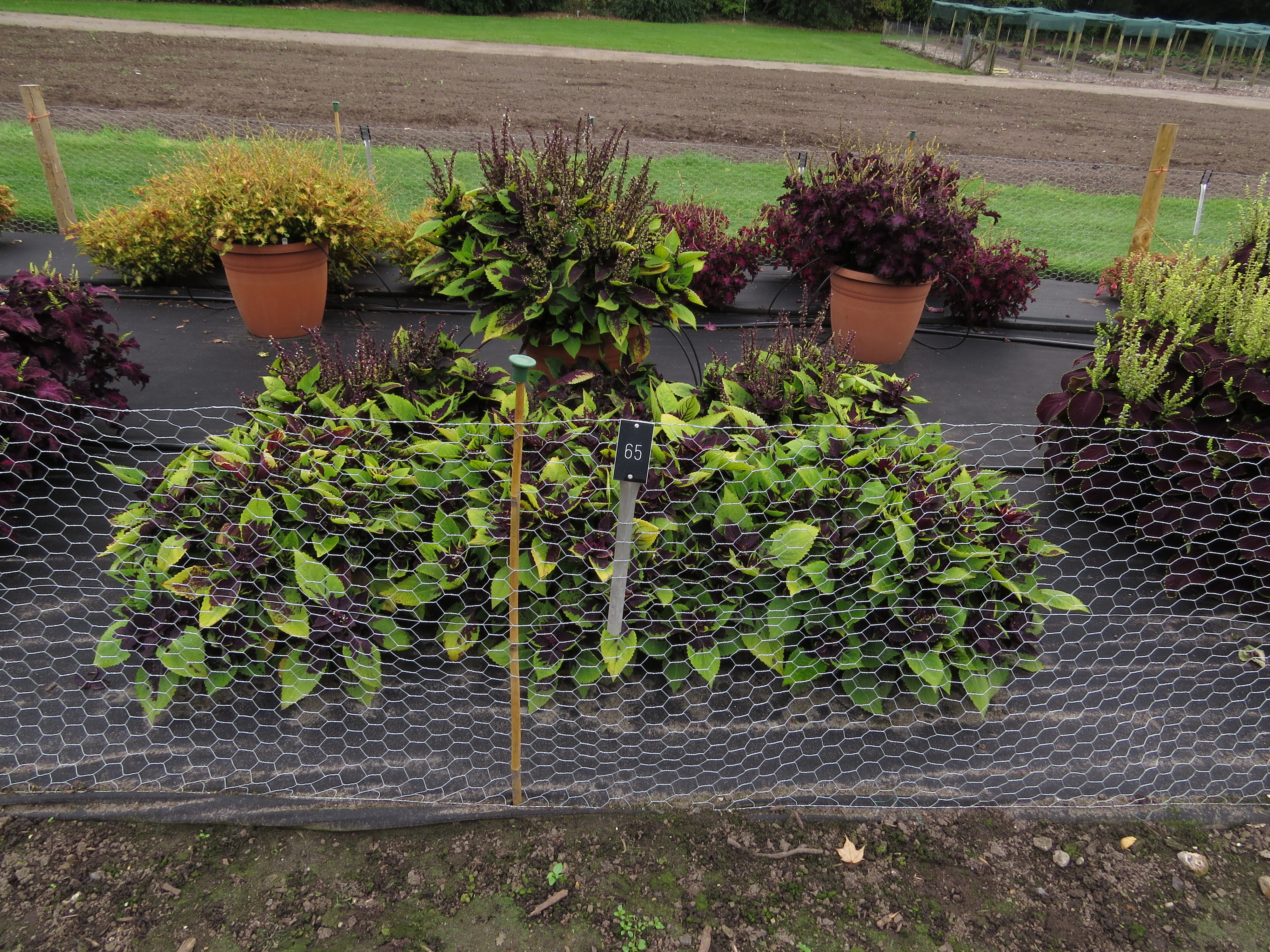 solenostemoncoleus65IMG9761
