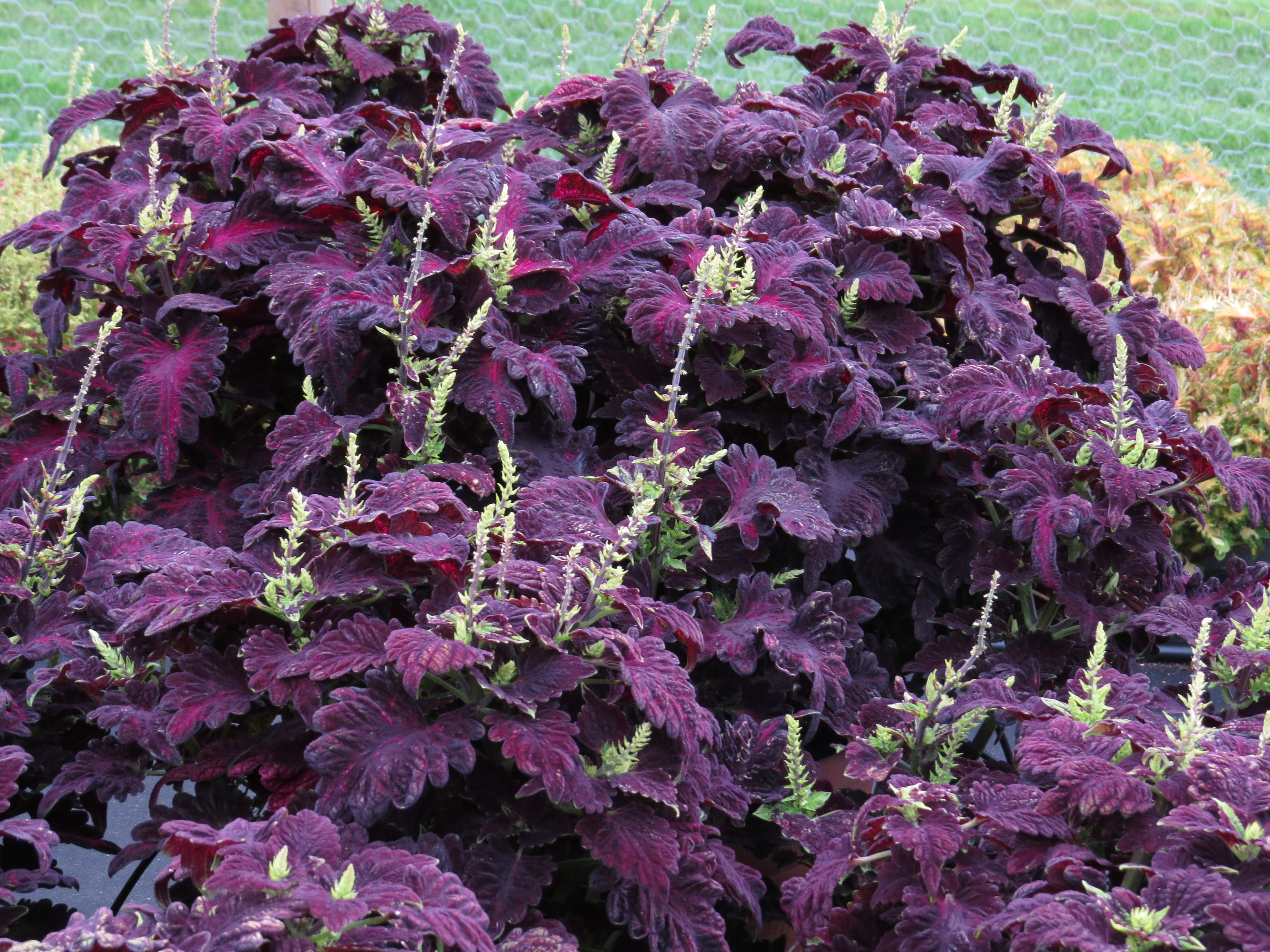 solenostemoncoleus66IMG9764