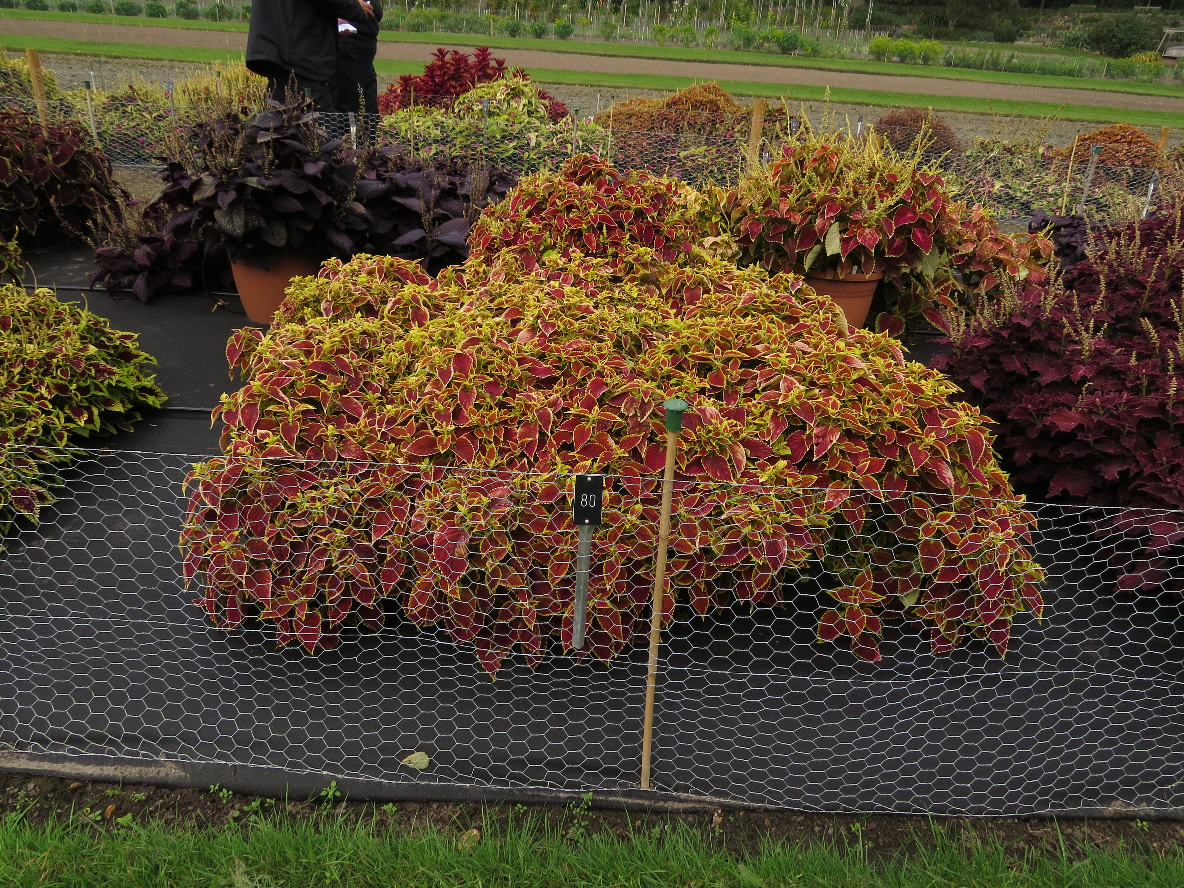 solenostemoncoleus80IMG9805
