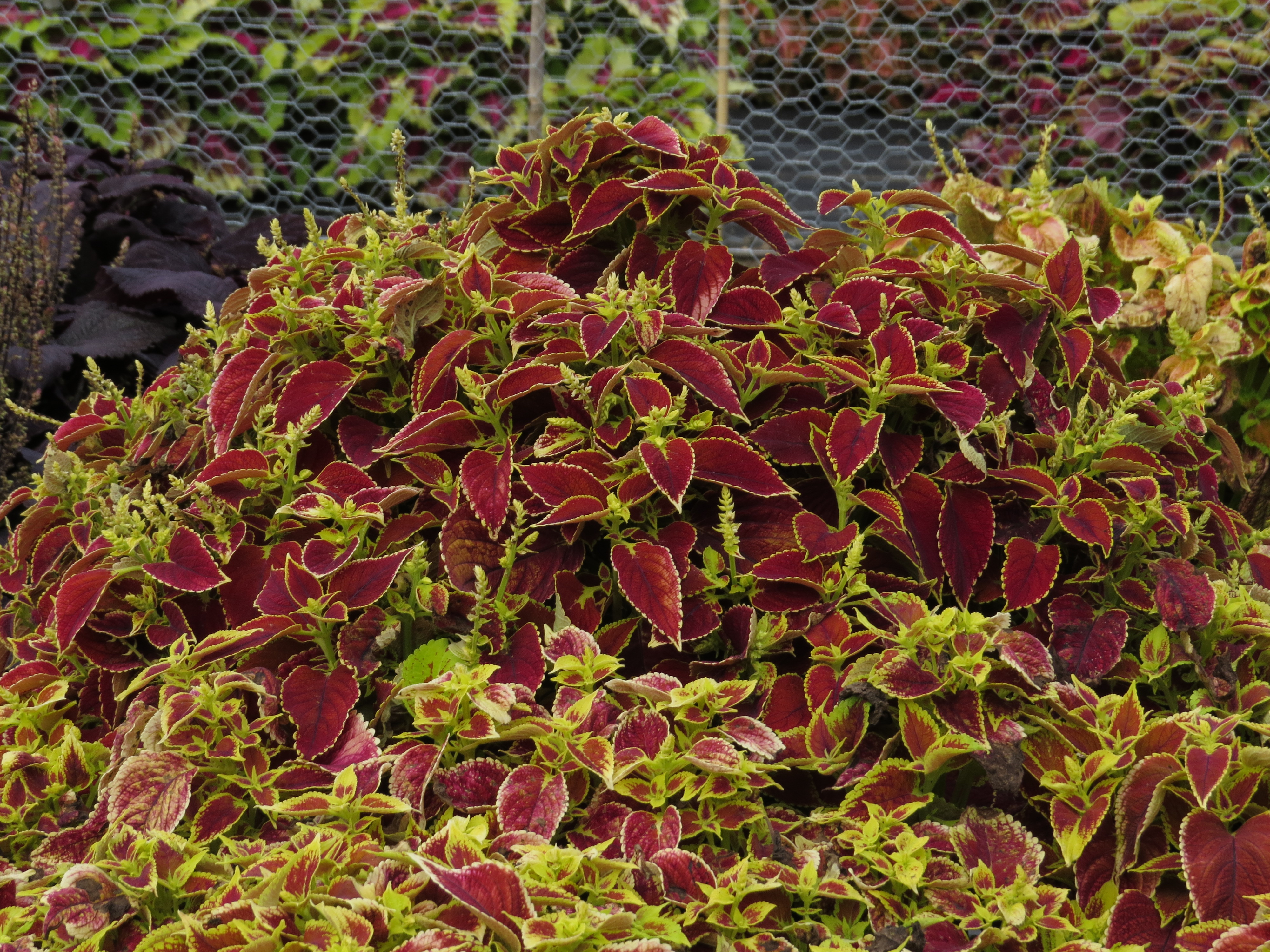 solenostemoncoleus80IMG9807