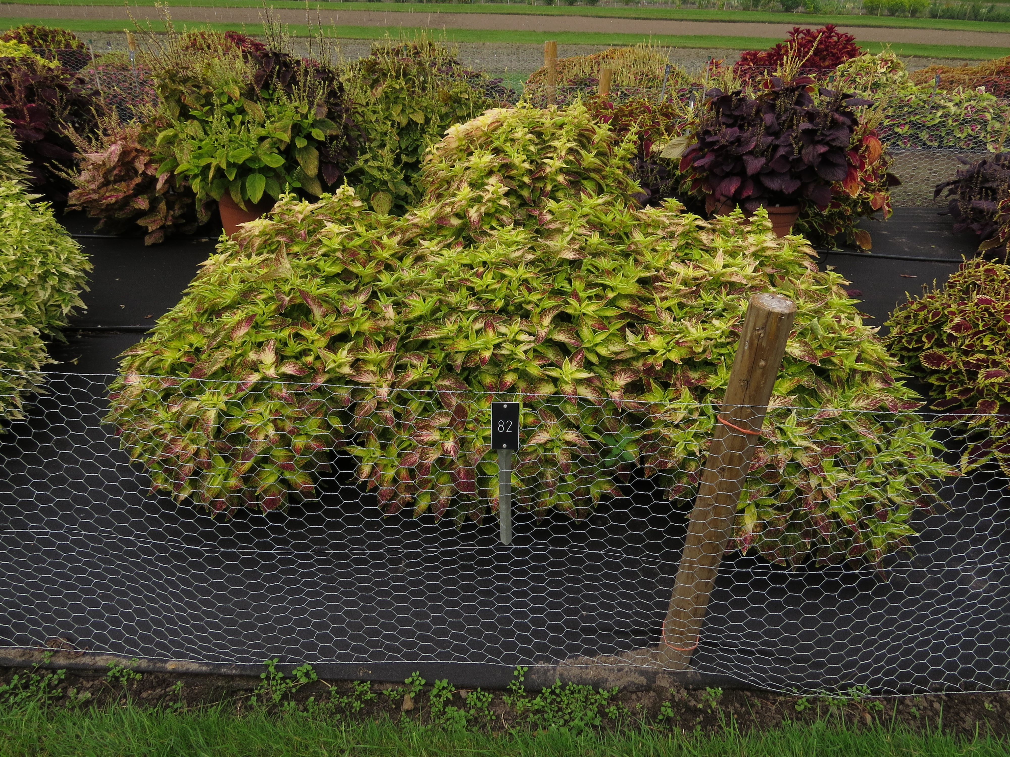 solenostemoncoleus82IMG9811