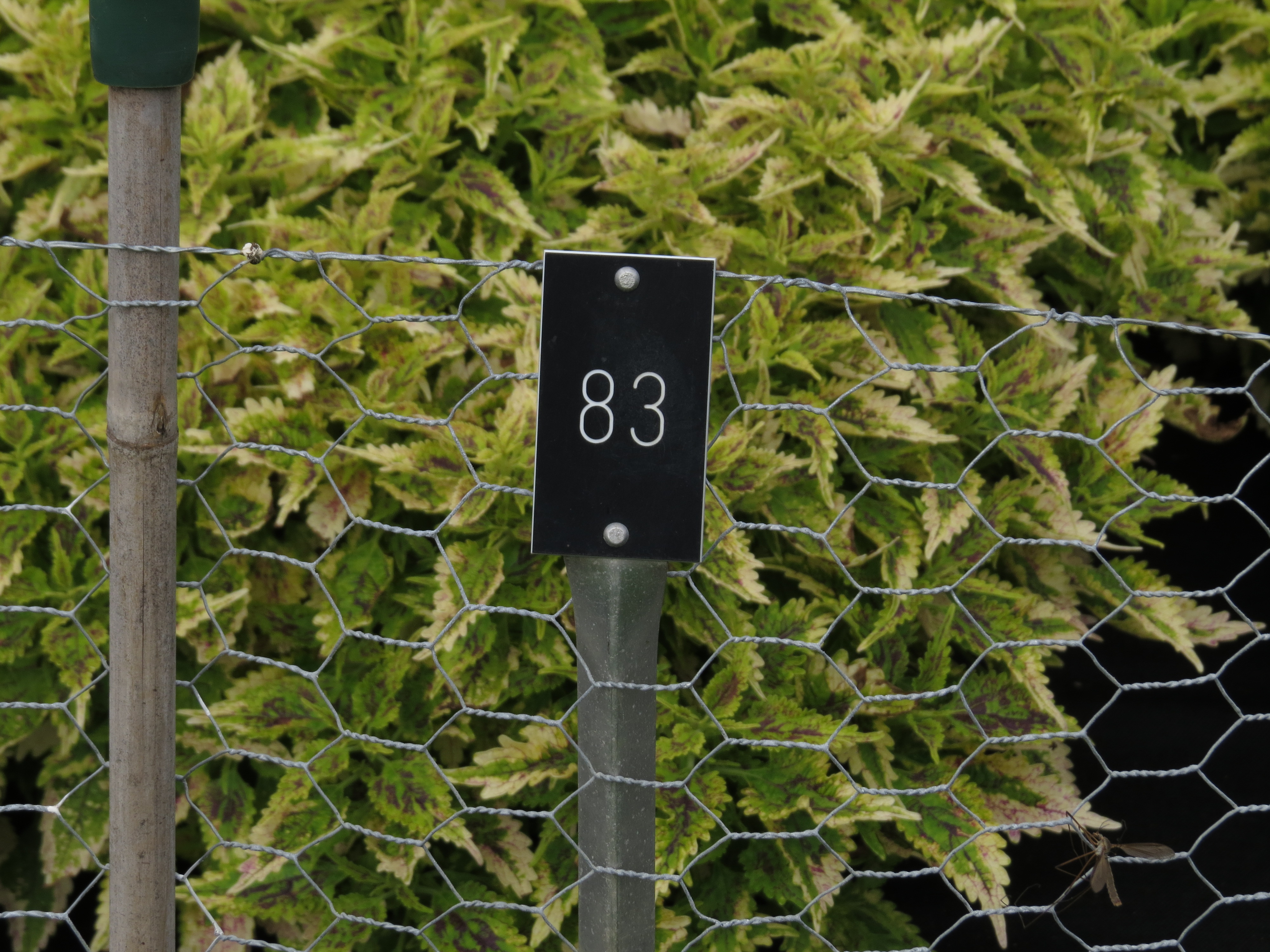 solenostemoncoleus83IMG9814