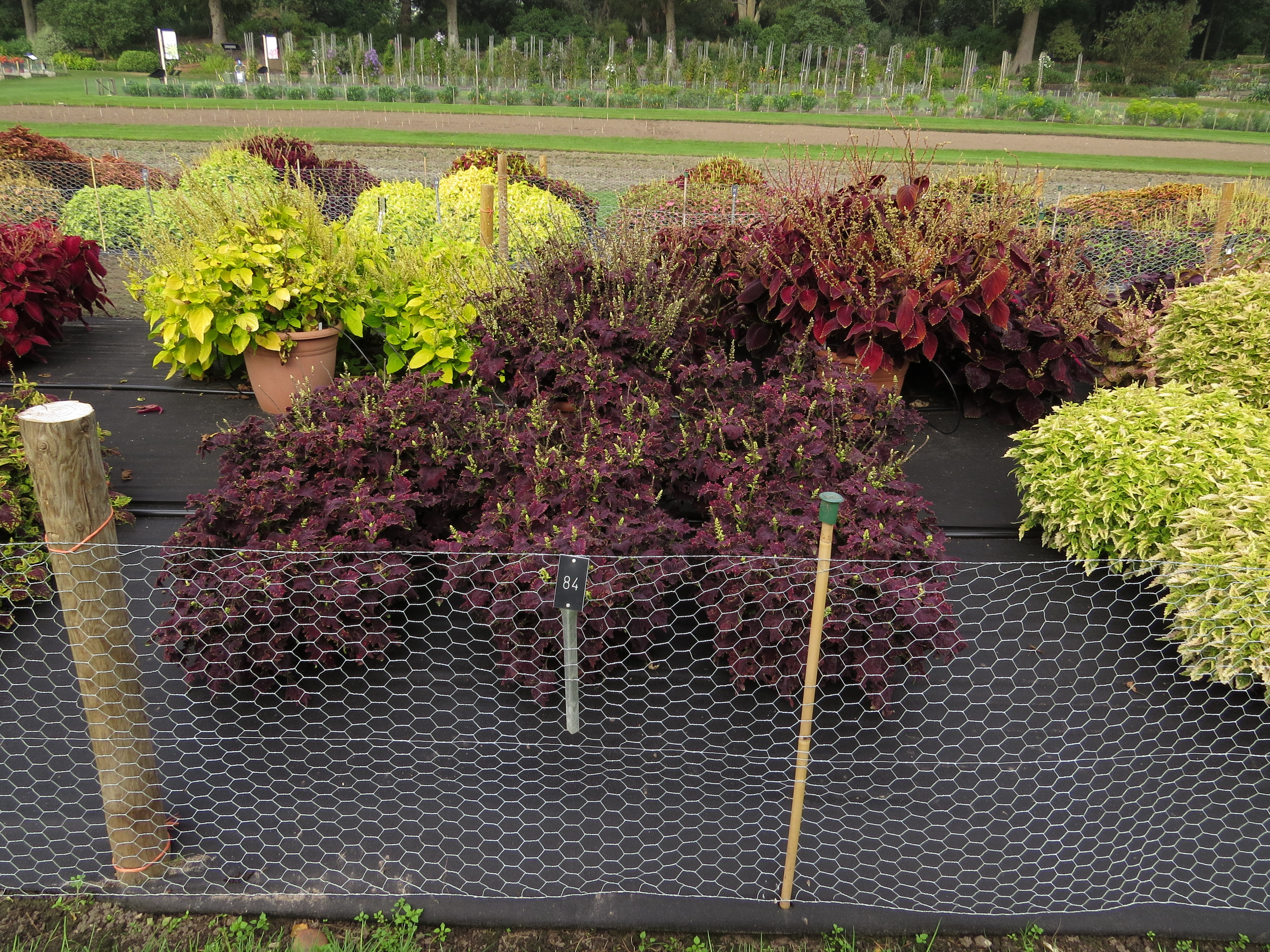 solenostemoncoleus84IMG9817