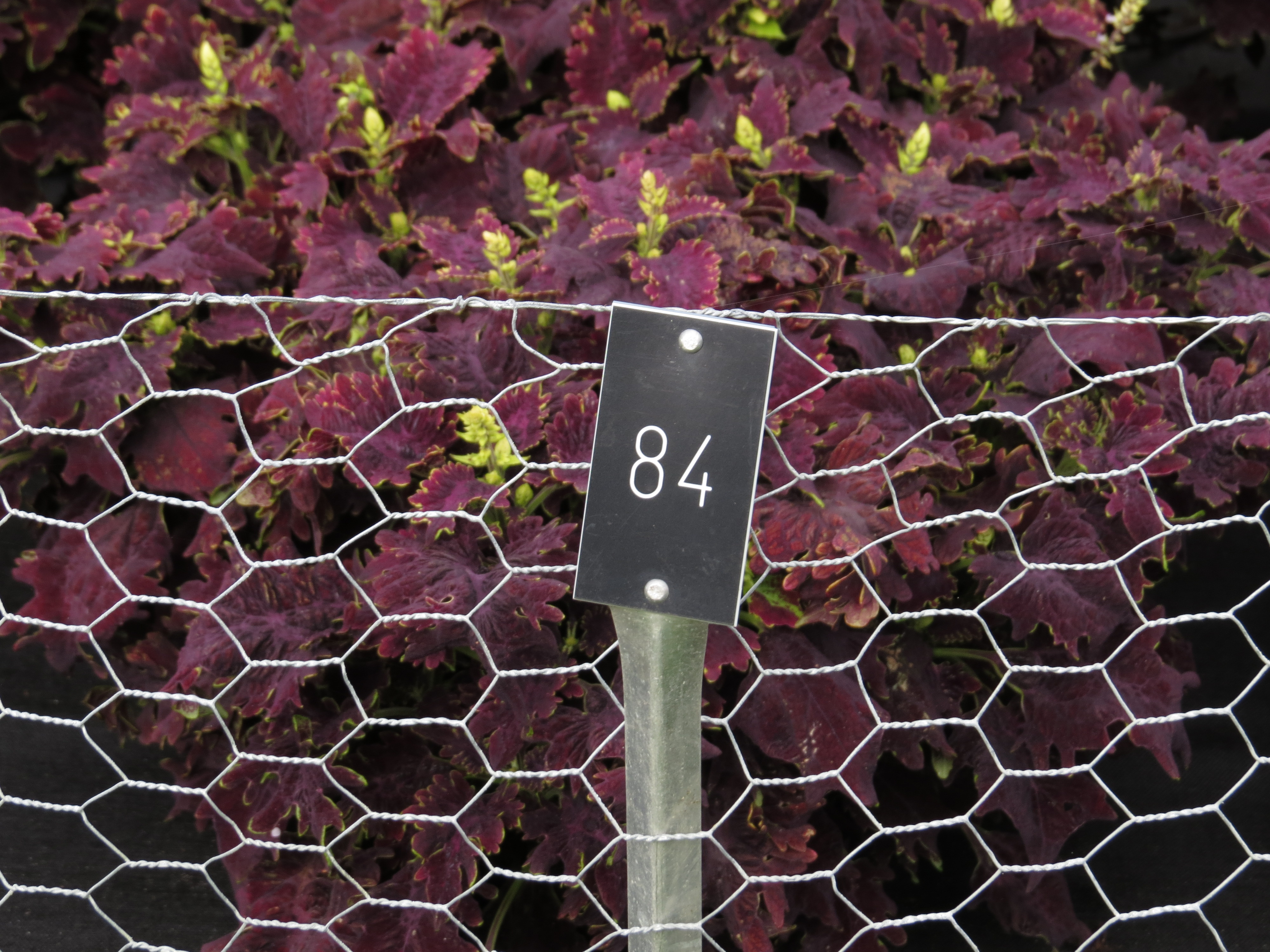 solenostemoncoleus84IMG9818