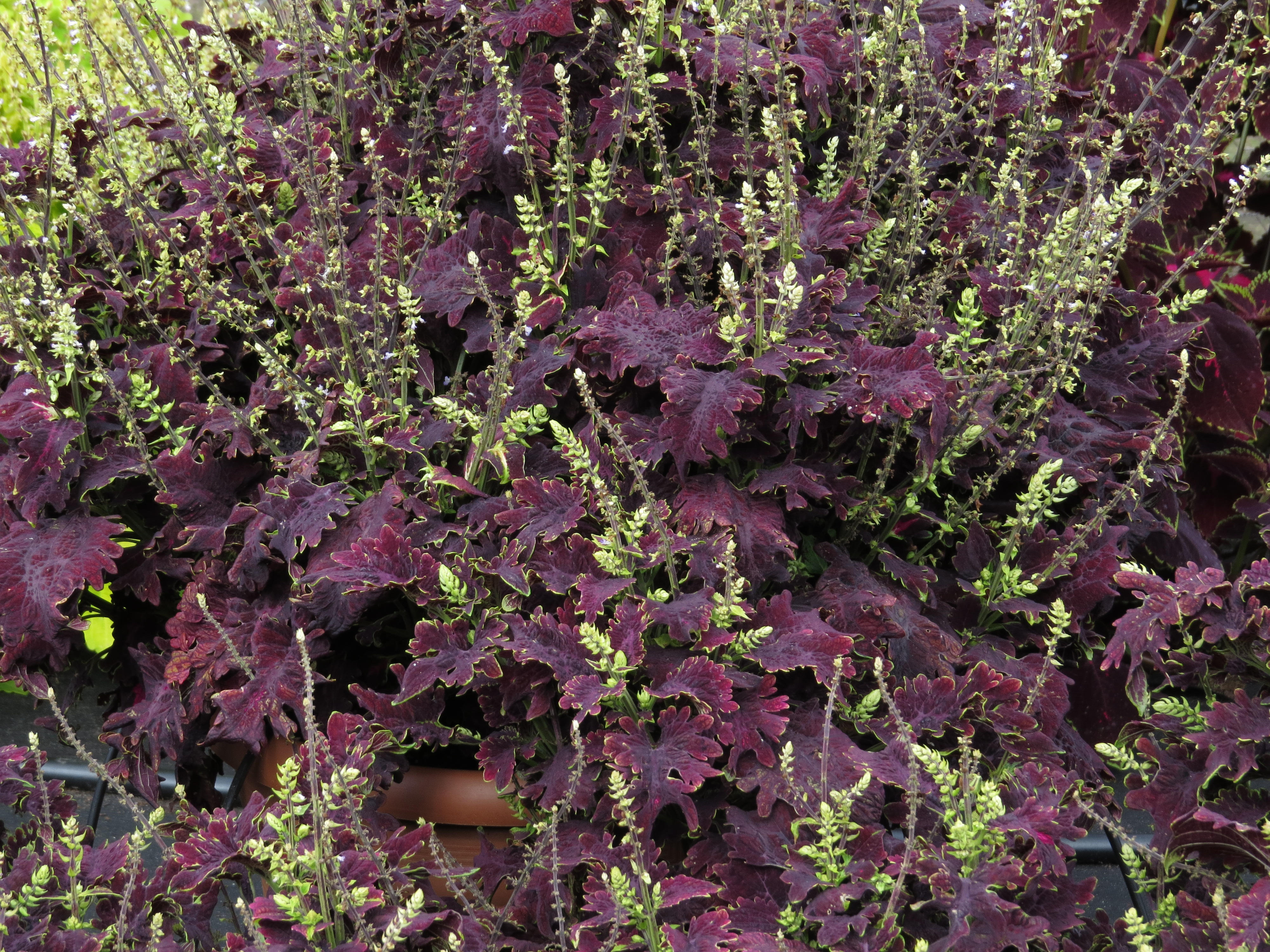 solenostemoncoleus84IMG9819